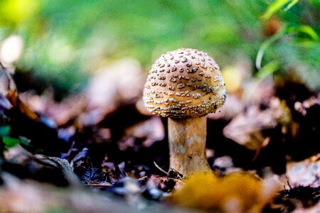 Mushrooms forest floor autumn