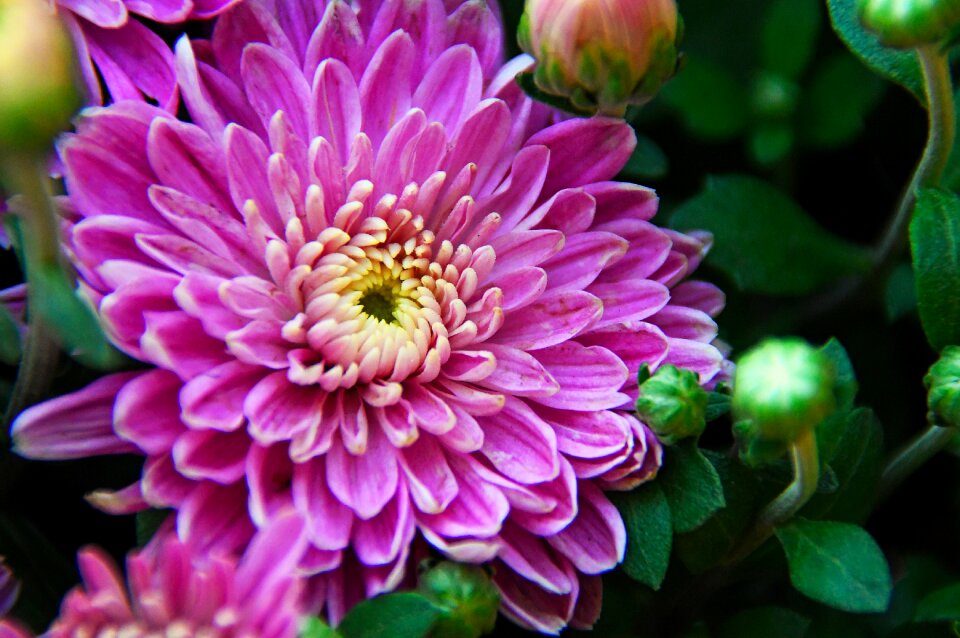 Autumn fall flowers flowers