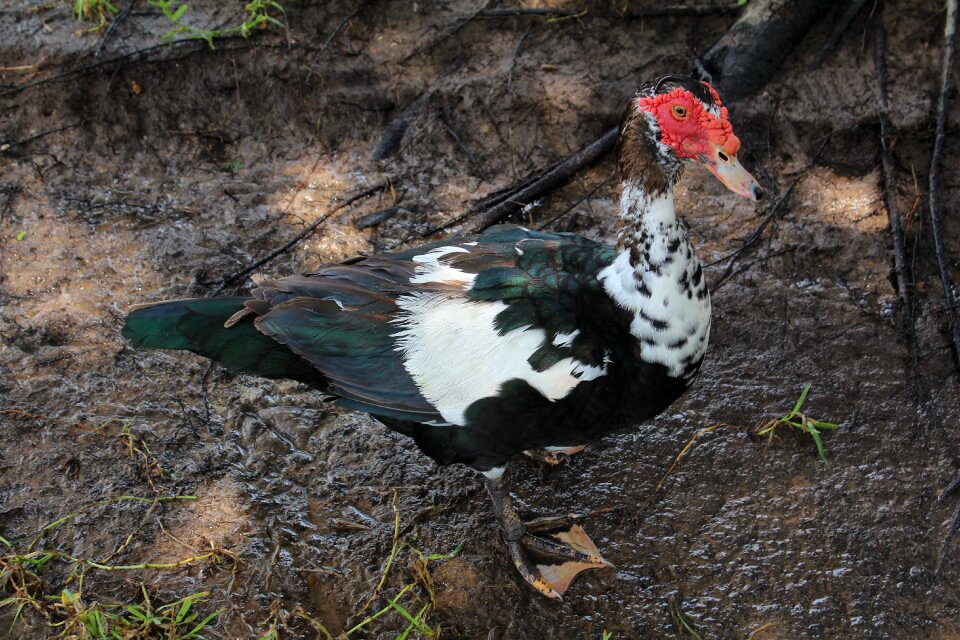 Muscovy duck feathers nature
