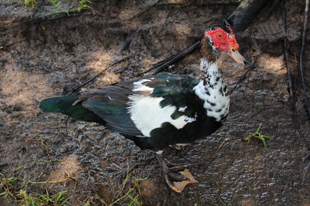 Muscovy duck feathers nature photo