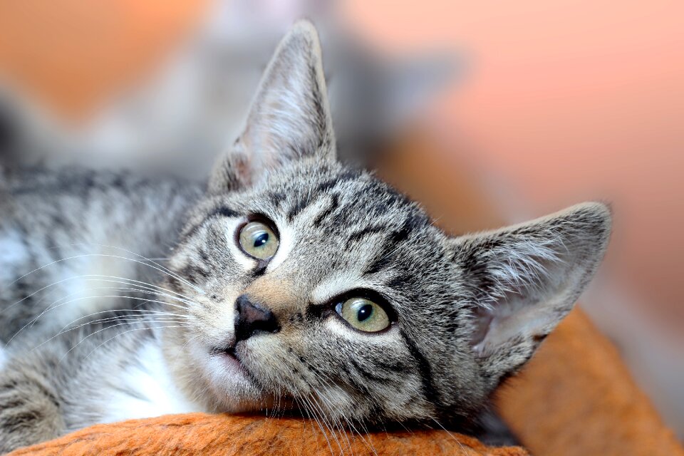 Face breed cat cat baby