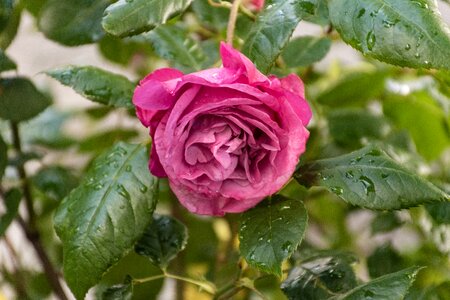 Blossom morning dew rain drops photo