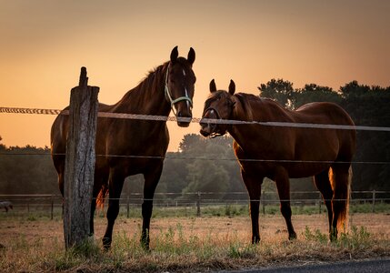 Pasture lighting backlighting