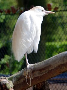 Ardeidae nature fauna
