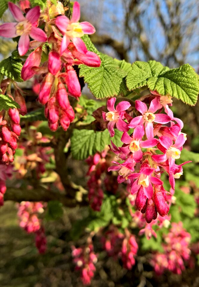 Pink red flowers umbels blossomed