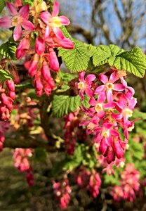 Pink red flowers umbels blossomed