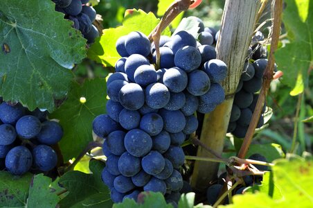 Fruit wine food
