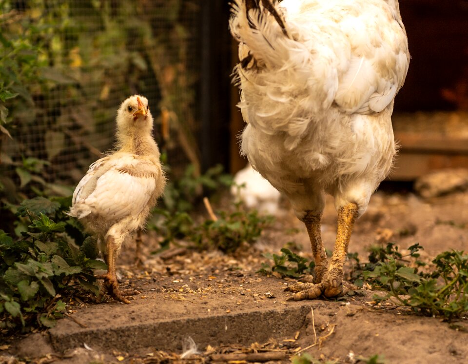 Animals young animal poultry