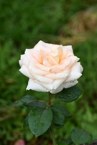 Garden flower bloom