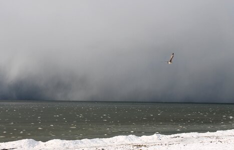 Gull winter coast photo
