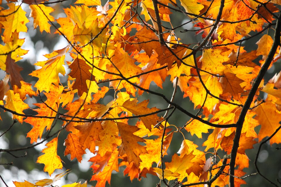 Golden autumn nature golden