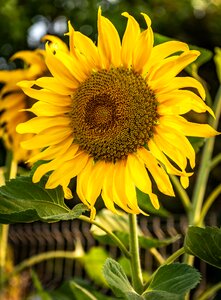 Flora bloom helianthus photo