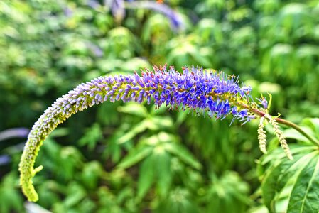 Plant veronica longifolia herbaceous