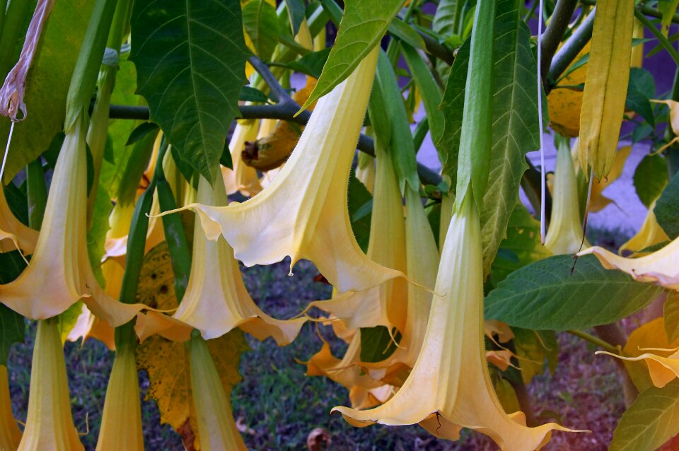 Fall flowers pitcher nature