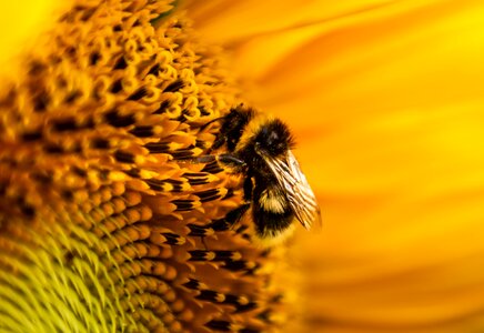 Close up pollen nature photo