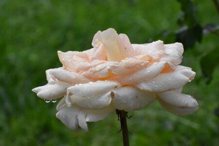 Garden flower bloom
