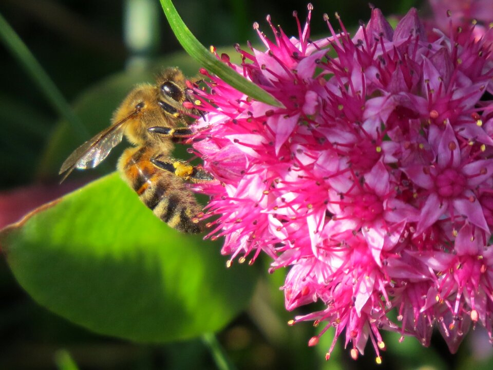 Collect nectar pollen