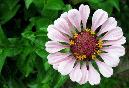 Garden petals zinnia photo