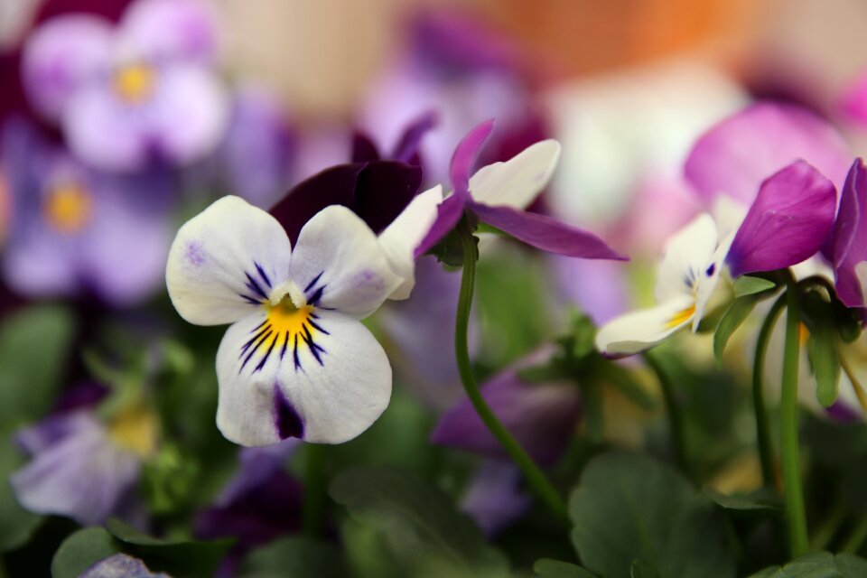 Flowers nature spring