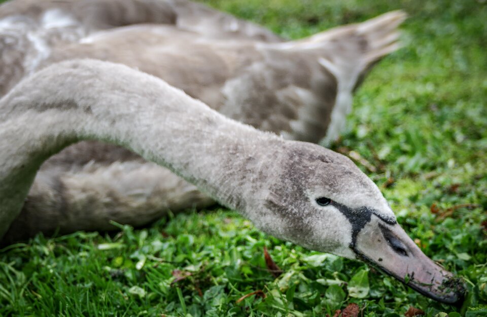 Young bird long neck