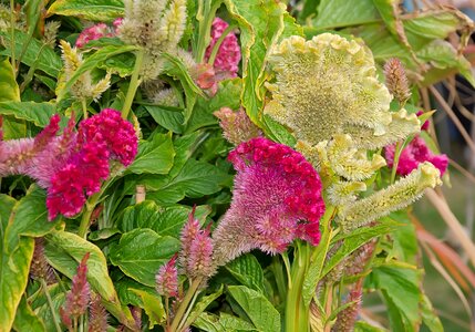 Red garden ornamental plant