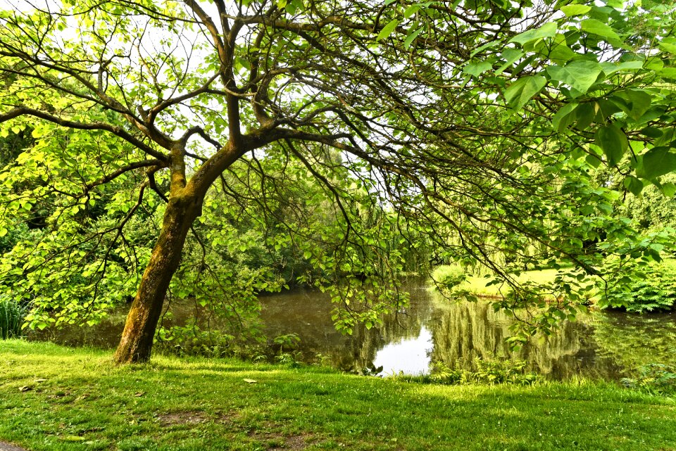 Park landscape grass