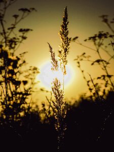Sun grass nature