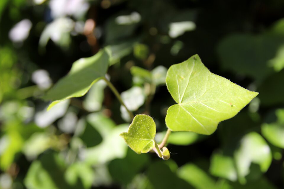 Plant leaves climber plant