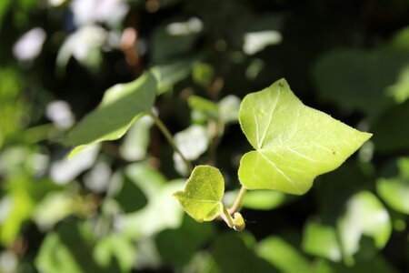 Plant leaves climber plant