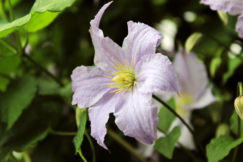 Background lily blossom