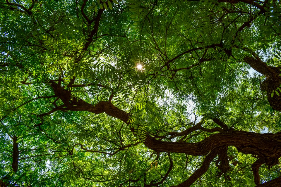 Nature summer sunshine