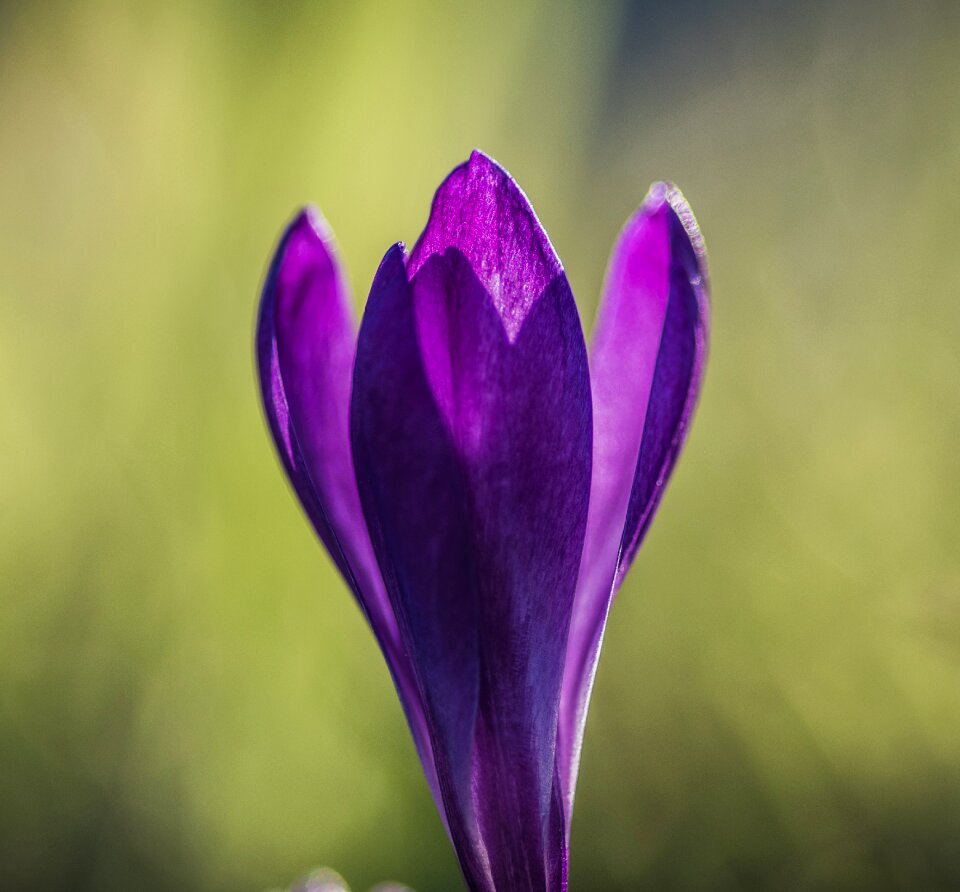 Violet nature plant