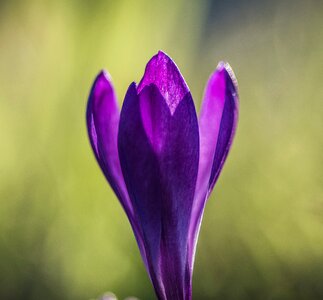 Violet nature plant