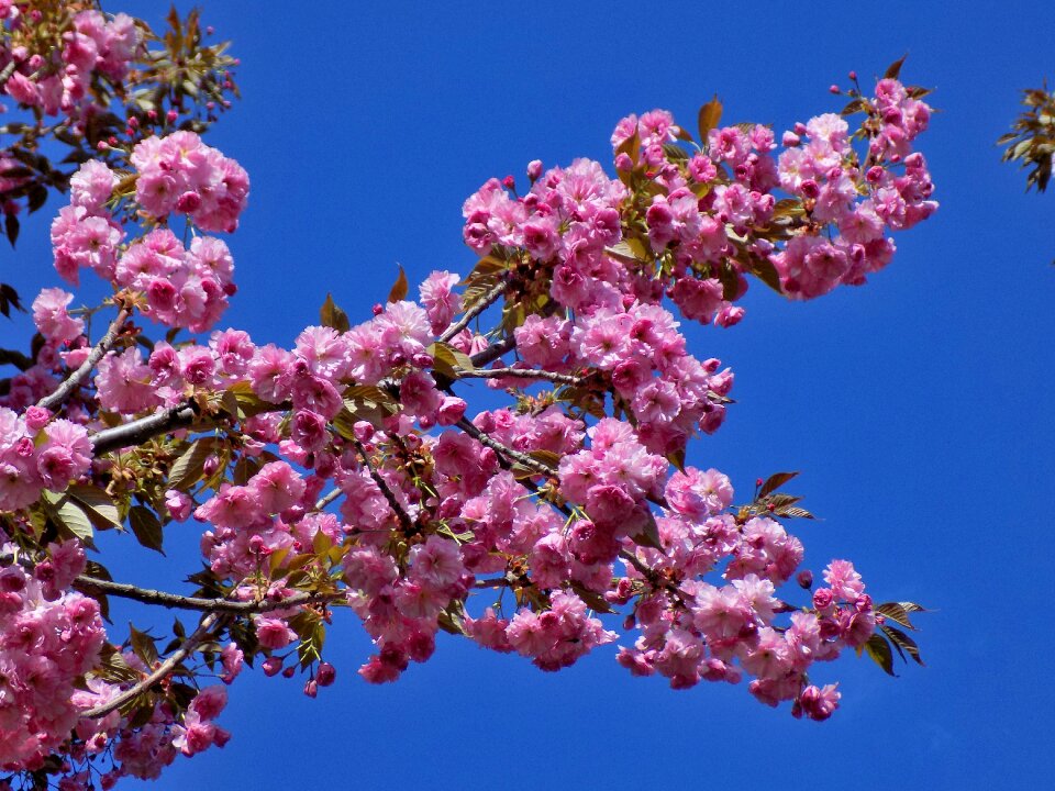 Flowers tree japan photo