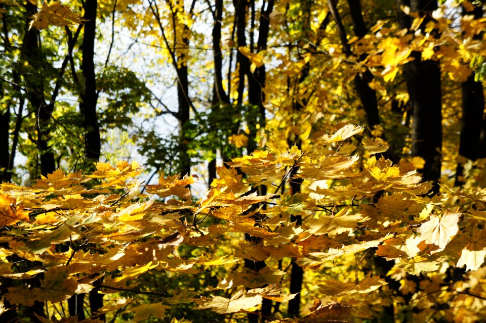Color nature seasonal