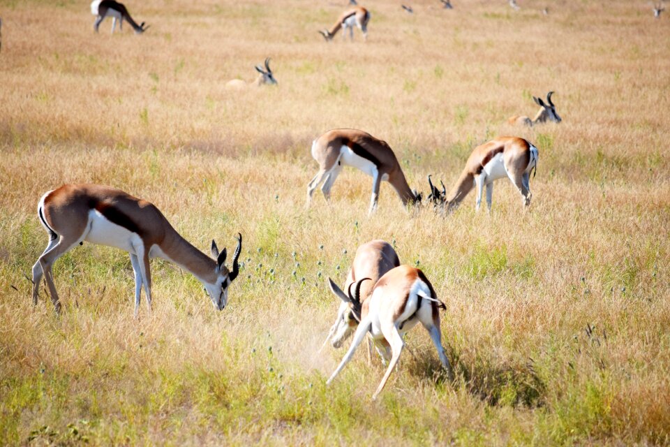 Grazing etosha namibia