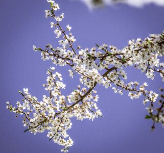 Sky cherry tree photo