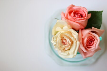 Background floral bouquet