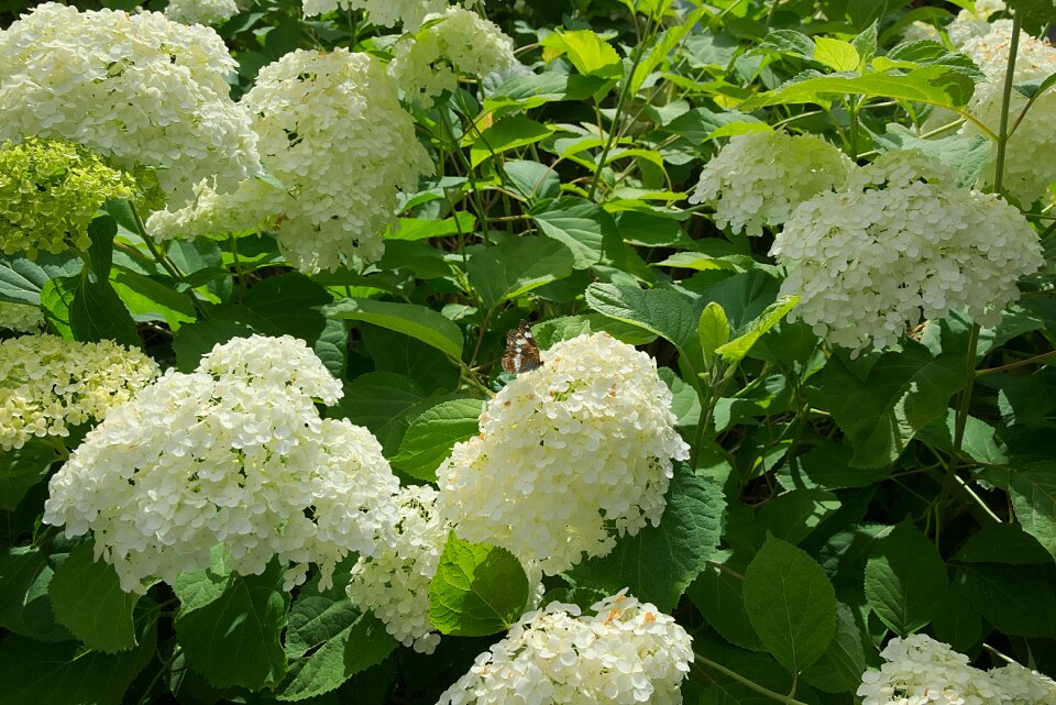 Hydrangea flower garden butterfly