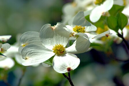 Spring blossom plant