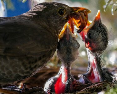 Blackbird nest feed