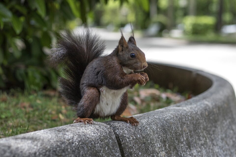 Soria squirrel animals
