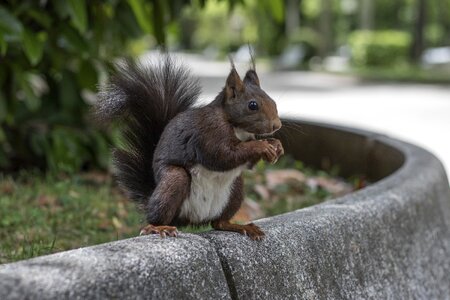 Soria squirrel animals