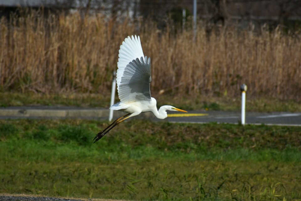 Bird wild birds heron
