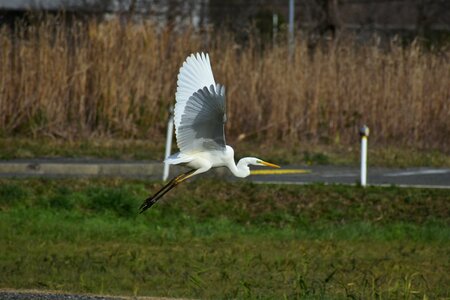 Bird wild birds heron