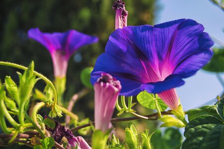 Purple violet flowering photo