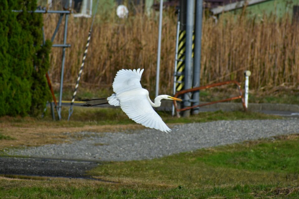 Bird wild birds heron