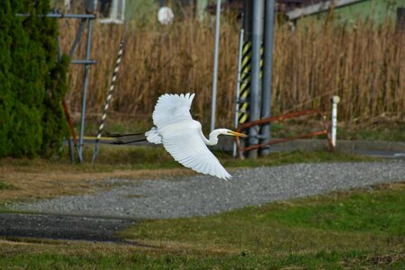 Bird wild birds heron