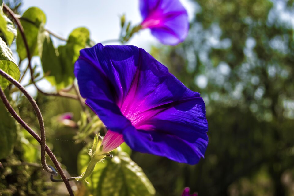 Purple violet flowering