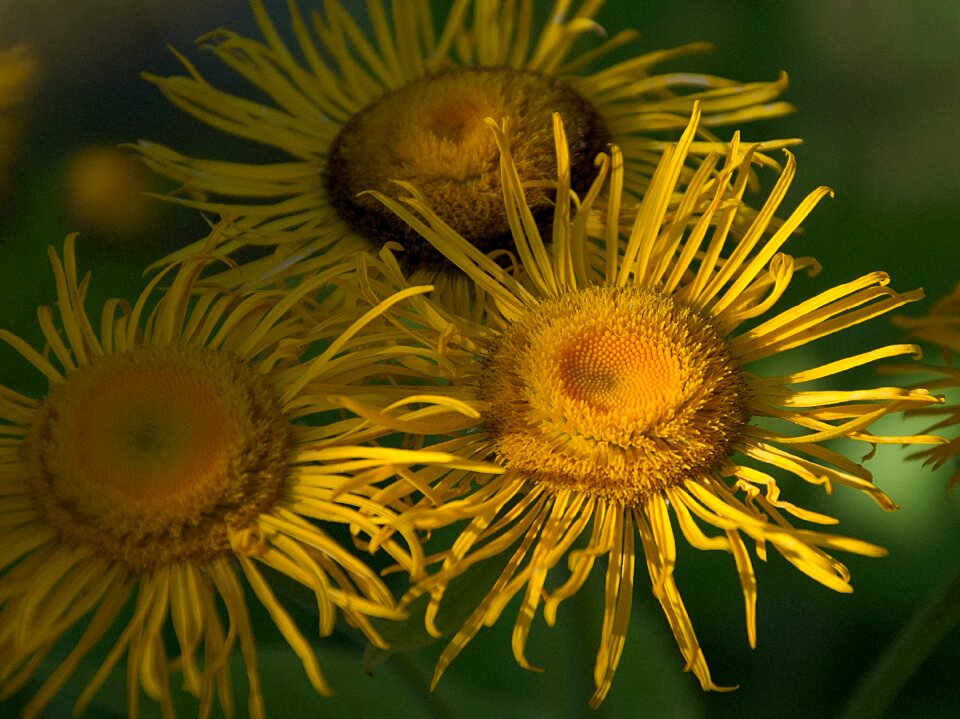 Flower garden sunflower bloom